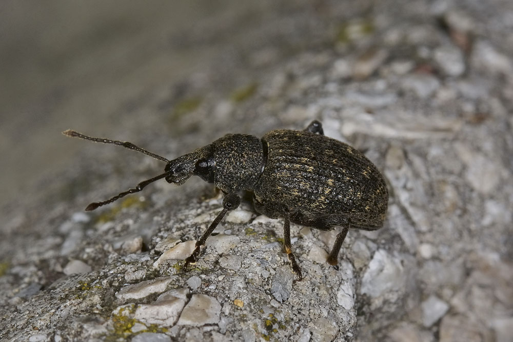 Otiorhynchus sulcatus